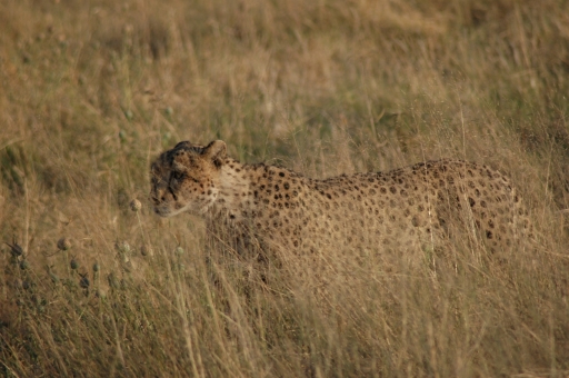 Savuti Boy disappearing act 